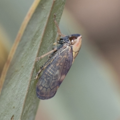 Brunotartessus fulvus (Yellow-headed Leafhopper) at Bruce, ACT - 11 Nov 2021 by AlisonMilton