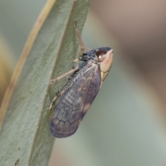 Brunotartessus fulvus (Yellow-headed Leafhopper) at Bruce, ACT - 10 Nov 2021 by AlisonMilton