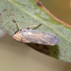 Brunotartessus fulvus (Yellow-headed Leafhopper) at Bruce, ACT - 11 Nov 2021 by AlisonMilton