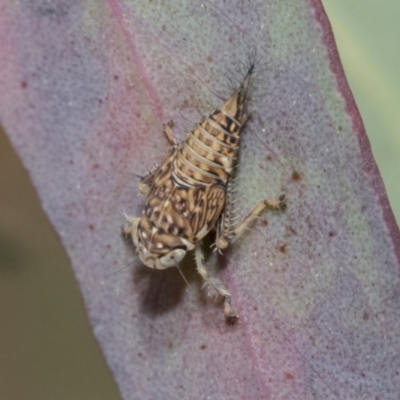 Cicadellidae (family) (Unidentified leafhopper) at Bruce Ridge - 10 Nov 2021 by AlisonMilton