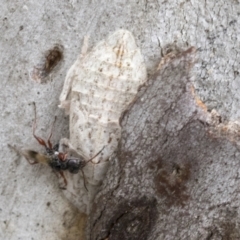 Ledromorpha planirostris at Bruce, ACT - 11 Nov 2021