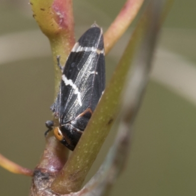Eurymeloides bicincta (Gumtree hopper) at Bruce Ridge to Gossan Hill - 10 Nov 2021 by AlisonMilton