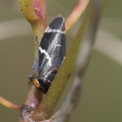 Eurymeloides bicincta (Gumtree hopper) at Bruce Ridge - 10 Nov 2021 by AlisonMilton