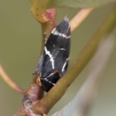 Eurymeloides bicincta at Bruce, ACT - 11 Nov 2021