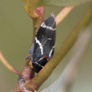 Eurymeloides bicincta at Bruce, ACT - 11 Nov 2021