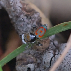 Maratus pavonis at Fyshwick, ACT - suppressed