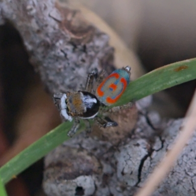 Maratus pavonis (Dunn's peacock spider) at Fyshwick, ACT - 5 Nov 2021 by TimotheeBonnet