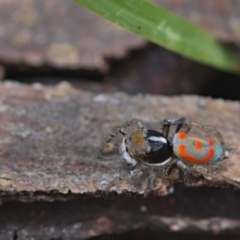 Maratus pavonis at Fyshwick, ACT - 6 Nov 2021