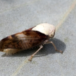 Brunotartessus fulvus at Bruce, ACT - 11 Nov 2021