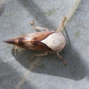 Brunotartessus fulvus at Bruce, ACT - 11 Nov 2021