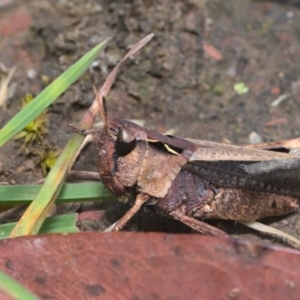 Cryptobothrus chrysophorus at Bonner, ACT - 5 Nov 2021