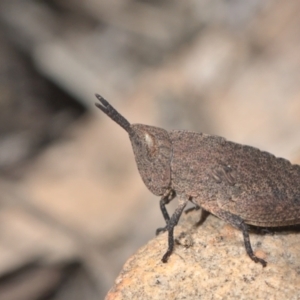 Goniaea opomaloides at Acton, ACT - 17 Oct 2021 10:07 AM