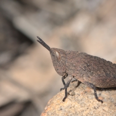 Goniaea opomaloides (Mimetic Gumleaf Grasshopper) at Point 26 - 16 Oct 2021 by TimotheeBonnet