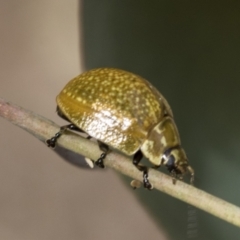 Paropsisterna cloelia (Eucalyptus variegated beetle) at Bruce Ridge - 11 Nov 2021 by AlisonMilton