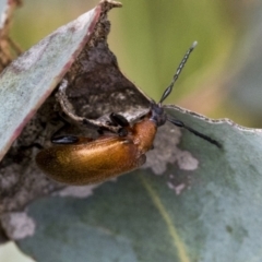 Ecnolagria grandis (Honeybrown beetle) at Bruce Ridge to Gossan Hill - 11 Nov 2021 by AlisonMilton