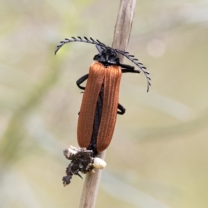 Porrostoma sp. (genus) at Bruce, ACT - 11 Nov 2021 10:47 AM