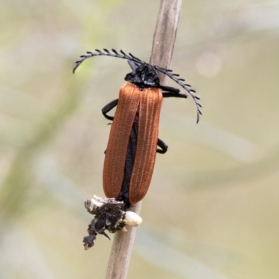 Porrostoma sp. (genus) (Lycid, Net-winged beetle) at Bruce Ridge to Gossan Hill - 10 Nov 2021 by AlisonMilton
