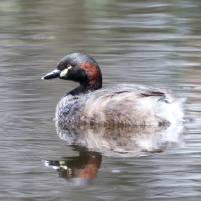 Tachybaptus novaehollandiae (Australasian Grebe) at Callum Brae - 11 Nov 2021 by jbromilow50