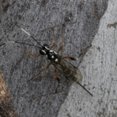 Xanthocryptus novozealandicus (Lemon tree borer parasite wasp) at Bruce Ridge - 10 Nov 2021 by AlisonMilton