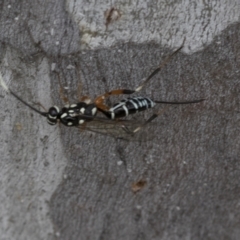 Xanthocryptus novozealandicus at Bruce, ACT - 11 Nov 2021 10:53 AM