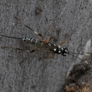 Xanthocryptus novozealandicus at Bruce, ACT - 11 Nov 2021 10:53 AM