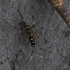 Xanthocryptus novozealandicus at Bruce, ACT - 11 Nov 2021 10:53 AM