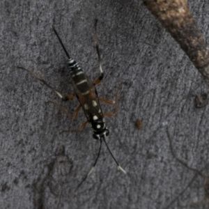 Xanthocryptus novozealandicus at Bruce, ACT - 11 Nov 2021 10:53 AM