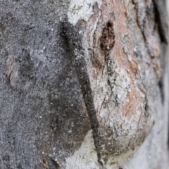 Conoeca guildingi (A case moth) at Bruce, ACT - 11 Nov 2021 by AlisonMilton