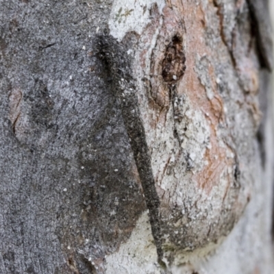 Conoeca guildingi (A case moth) at Bruce Ridge to Gossan Hill - 10 Nov 2021 by AlisonMilton