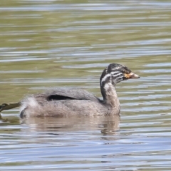 Tachybaptus novaehollandiae at Jerrabomberra, ACT - 11 Nov 2021