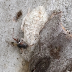 Unidentified Parasitic wasp (numerous families) (TBC) at Bruce, ACT - 10 Nov 2021 by AlisonMilton