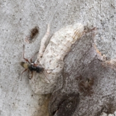 Dryinidae (family) at Bruce Ridge to Gossan Hill - 11 Nov 2021