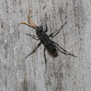 Fabriogenia sp. (genus) at Scullin, ACT - 31 Oct 2021