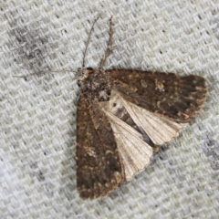 Condica aroana (Small Condica Moth) at O'Connor, ACT - 8 Nov 2021 by ibaird