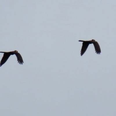 Zanda funerea (Yellow-tailed Black-Cockatoo) at Macarthur, ACT - 12 Nov 2021 by RodDeb