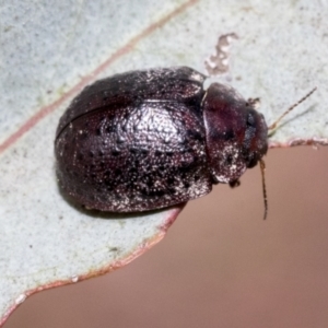 Trachymela sp. (genus) at Hawker, ACT - 11 Nov 2021