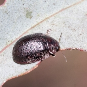 Trachymela sp. (genus) at Hawker, ACT - 11 Nov 2021 12:36 PM