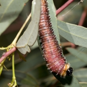 Perginae sp. (subfamily) at Hawker, ACT - 11 Nov 2021