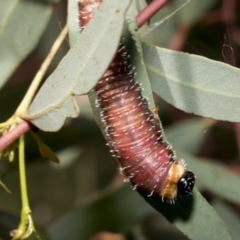 Perginae sp. (subfamily) at Hawker, ACT - 11 Nov 2021