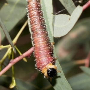 Perginae sp. (subfamily) at Hawker, ACT - 11 Nov 2021