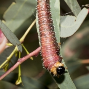 Perginae sp. (subfamily) at Hawker, ACT - 11 Nov 2021