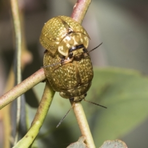 Paropsisterna cloelia at Higgins, ACT - 11 Nov 2021 12:13 PM