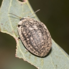 Trachymela sp. (genus) (Brown button beetle) at Higgins, ACT - 11 Nov 2021 by AlisonMilton