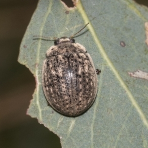 Trachymela sp. (genus) at Higgins, ACT - 11 Nov 2021 12:14 PM