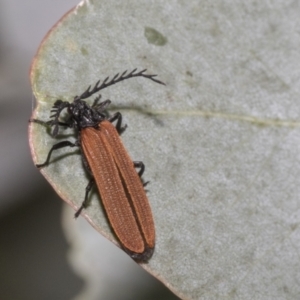 Porrostoma rhipidium at Higgins, ACT - 11 Nov 2021 12:26 PM