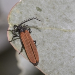 Porrostoma rhipidium (Long-nosed Lycid (Net-winged) beetle) at Higgins, ACT - 11 Nov 2021 by AlisonMilton
