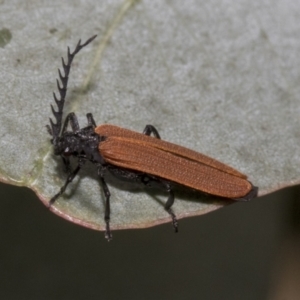 Porrostoma rhipidium at Higgins, ACT - 11 Nov 2021 12:26 PM