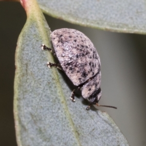 Trachymela sp. (genus) at Higgins, ACT - 11 Nov 2021