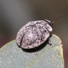 Trachymela sp. (genus) at Higgins, ACT - 11 Nov 2021 12:41 PM