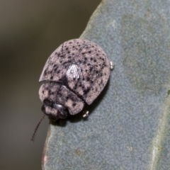 Trachymela sp. (genus) at Higgins, ACT - 11 Nov 2021